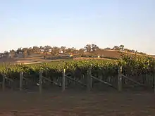 Photo de vignoble de la Riverina.