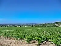 Parcellaire du vignoble de Cairanne.