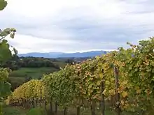 Vigne en automne.