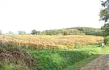 la vigne, toujours présente sur les Monts-d'Or