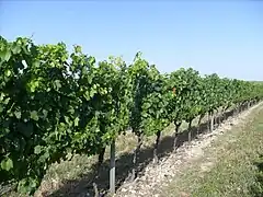 Le vignoble de Cognac à Chérac.