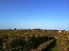 Vignobles de Taillecavat (août 2010)