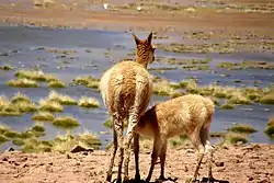 Des vigognes sur l'altiplano chilien