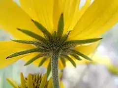 Involucre de Heliomeris multiflora (en).