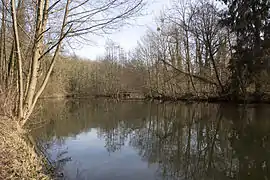 vue d'un plan d'eau entouré d'arbres.