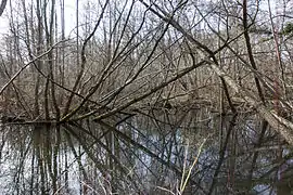 Les marais de l’Essonne dans la prairie sous les Brettes.