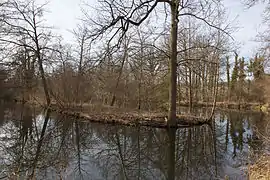 vue d'un plan d'eau entouré d'arbres.