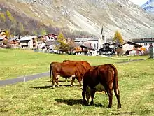 La photo couleur montre trois jeunes bovins roux à pattes blanches dans un pré à côté de la route. En arrière-plan, un village en pierres grises est surplombé par de hautes montagnes