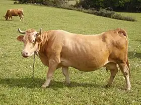 Vache villard-de-lans.