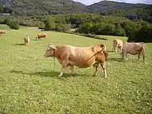 Troupeau de vaches à robe claire dans un champ de moyenne montagne.
