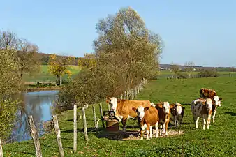 Vaches près de l'étang des Prés Neufs.