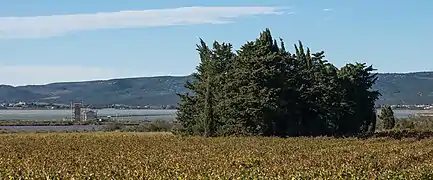 Vue de la garrigue.