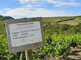 Vignoble produisant du Muscat de Rivesaltes.