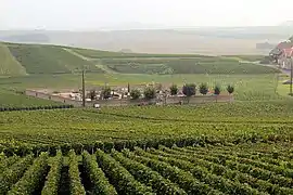 la vigne entre le village et le cimetière,