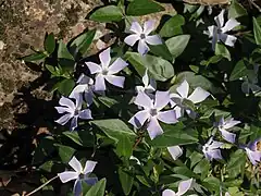 Vinca difformis, la pervenche difforme