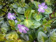 Vinca major, cultivar