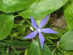 Vinca major var. oxyloba