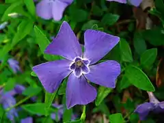 Pervenche (Vinca minor) ; ici ou là. C'est une fleur qui trahirait l'emplacement d'anciennes zones cultivées.