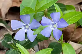 Vinca minor, la petite pervenche