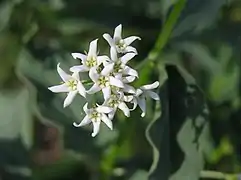 Fleur de Vincetoxicum hirundinaria