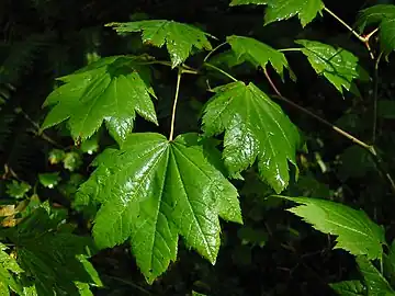 Feuilles de l'érable circiné (Acer circinatum) illustrant le caractère de nervuration palmée de la plupart des espèces