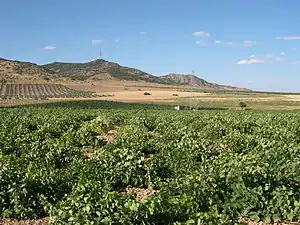 Vignes à Herencia (province de Ciudad Real) : climat méditerranéen continental, d'où le relief desséché.