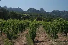 Vue d'une vigne.