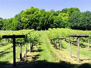 Vignes conduites sur cruzeta à Bozedown près de Whitchurch-on-Thames