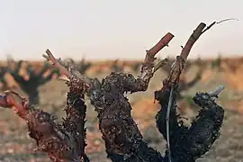 La photographie couleur représente un pied de vigne taillé en gobelet. Le cep en gros plan masque une zoen floue en arrière-plan qui laisse deviner des silhouettes d'autres ceps.