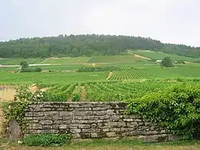 Image illustrative de l’article Gevrey-chambertin (AOC)