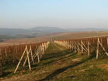 Vignobles de Hýsly.