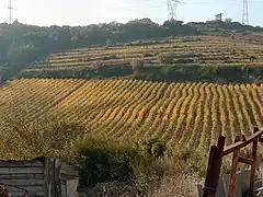 Vignoble de Bucelas