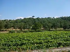 Vignes et forêt à Cancelos de Baixo