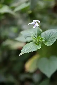 Viola abyssinica.