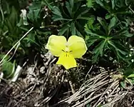 Pensée des Alpes jaune.