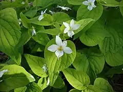 Description de l'image Viola canadensis (Orvokki) Kanadaviol C DSC03073.JPG.