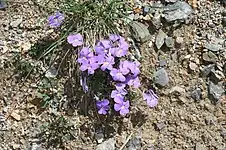 Petites fleurs aux pétales violets et au cœur blanc plantées dans un sol caillouteux.