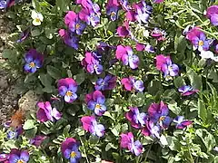 Viola 'Cornuta'.