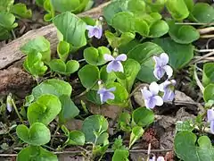 Description de l'image Viola epipsila 5773.jpg.