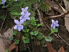 Description de l'image Viola grypoceras2.JPG.