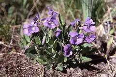 Description de l'image Viola nephrophylla2.jpg.