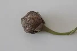 Capsule de fleur cléistogame de Viola odorata.