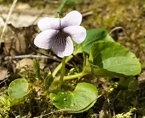 Violette des marais.