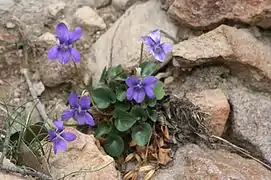 Violette des rochers