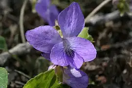 Viola sororia Willd. (syn. Viola septentrionalis)