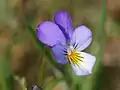 Viola tricolor