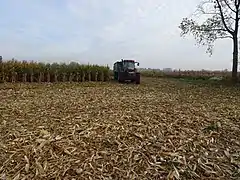 Maïs cultivé dans le marais pour la fabrication de biocarburants