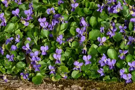 La « violence des violettes ».