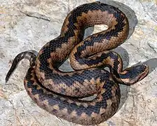 Vipera orlovi