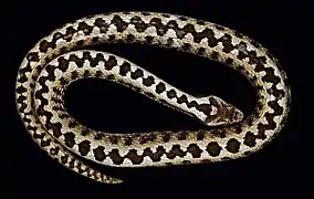 Description de l'image Vipera pontica GNM7373-001.jpg.